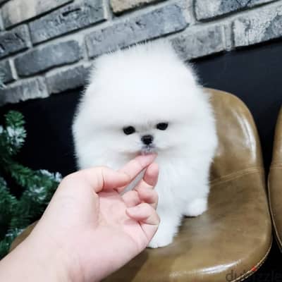 Pomeranian