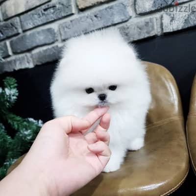 Pomeranian