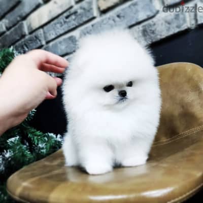 Pomeranian