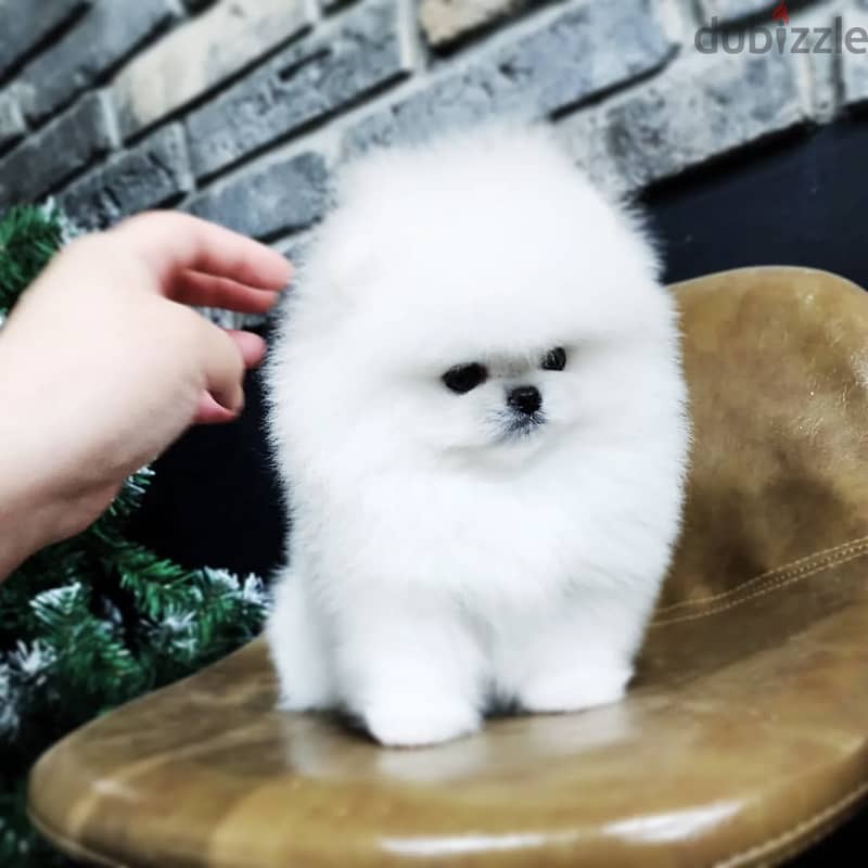 Pomeranian puppies// Whatsapp+966568218820 0