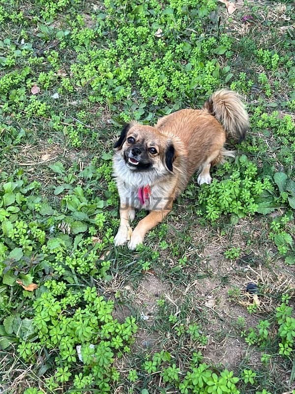 Tibetan spaniel dog ( Female ) 0