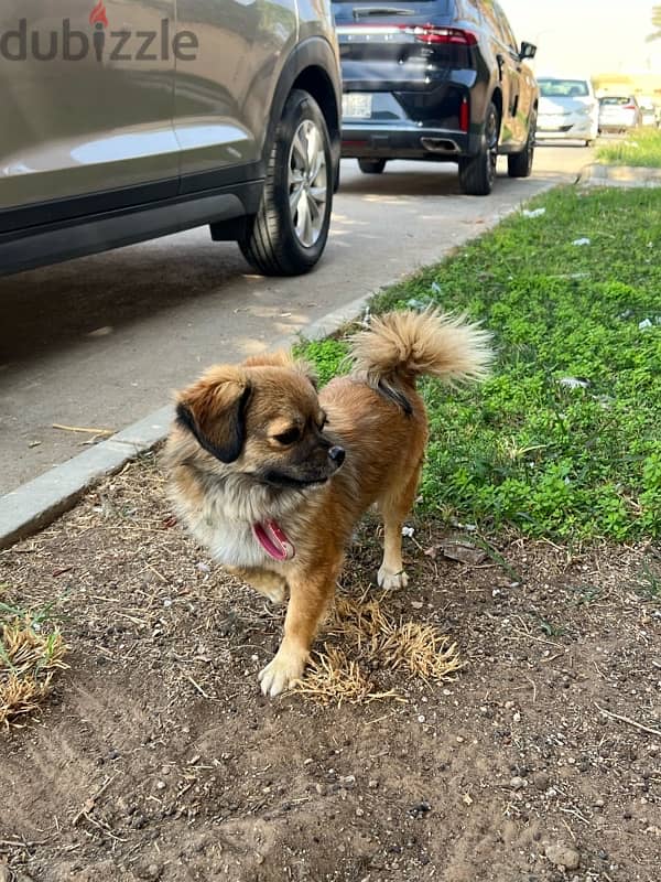 Tibetan spaniel dog ( Female ) 1