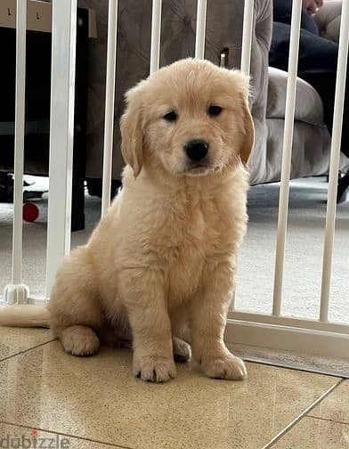 Whatsapp Me +966583921348 Golden Retriever Puppies 1