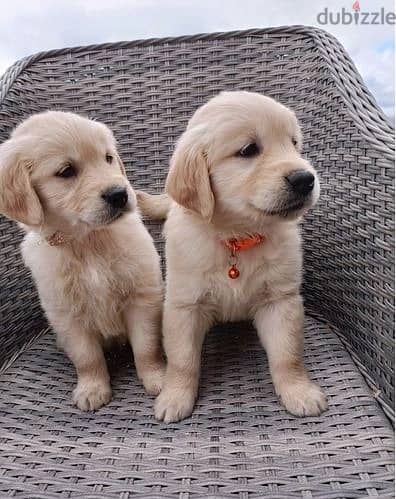 Whatsapp Me +966583921348 Golden Retriever Puppies 0