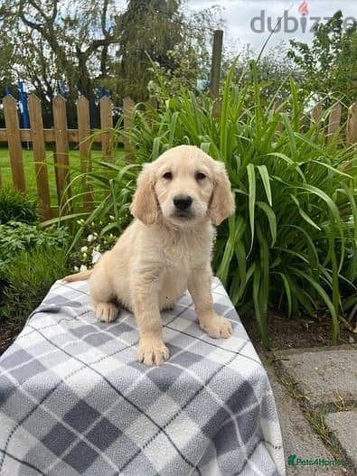 Whatsapp Me +966583921348 Golden Retriever Puppies 1