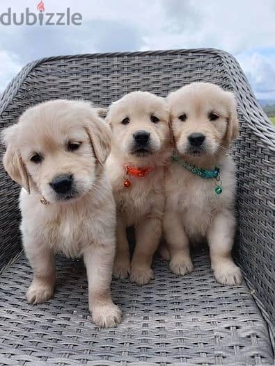 Whatsapp Me +966583921348 Golden Retriever Puppies 0