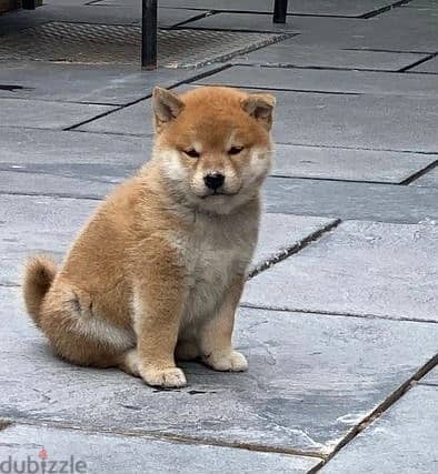 Whatsapp Me +966588993320 Shiba Inu Puppies 0