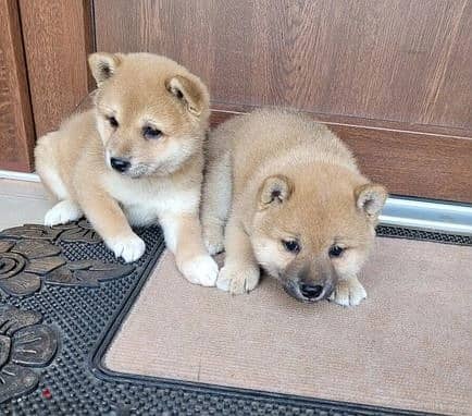 Whatsapp Me +966588993320 Shiba Inu Puppies 0