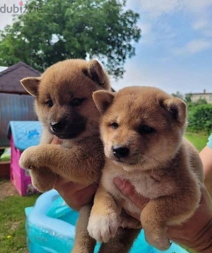 Whatsapp Me +966588993320 Shiba Inu Puppies 1