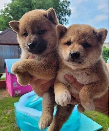 Whatsapp Me +966588993320 Shiba Inu Puppies 1