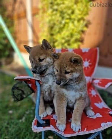 Whatsapp Me +966588993320 Shiba Inu Puppies 0