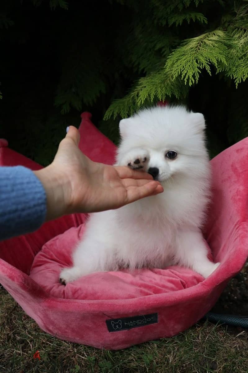 Whatsapp Me +972555074990 Pomeranian Puppies 0