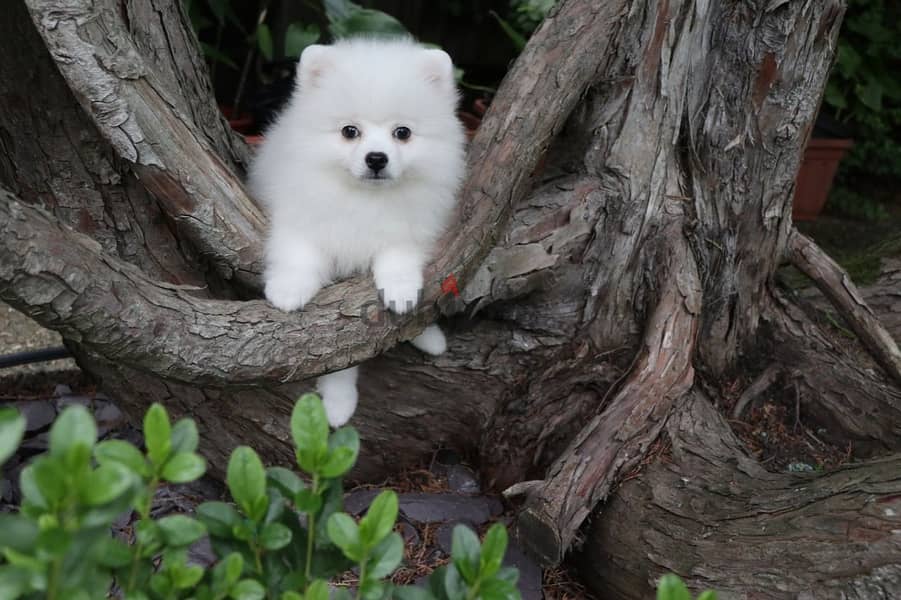 Whatsapp Me +972555074990 Pomeranian Puppies 1