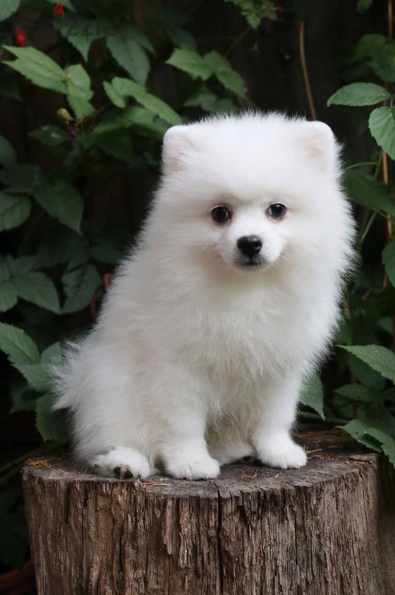 Whatsapp Me +972555074990 Pomeranian Puppies 1