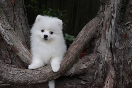 Whatsapp Me +966588993320 Pomeranian Puppies