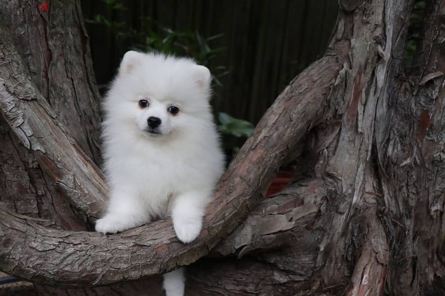 Whatsapp Me +966588993320 Pomeranian Puppies 0