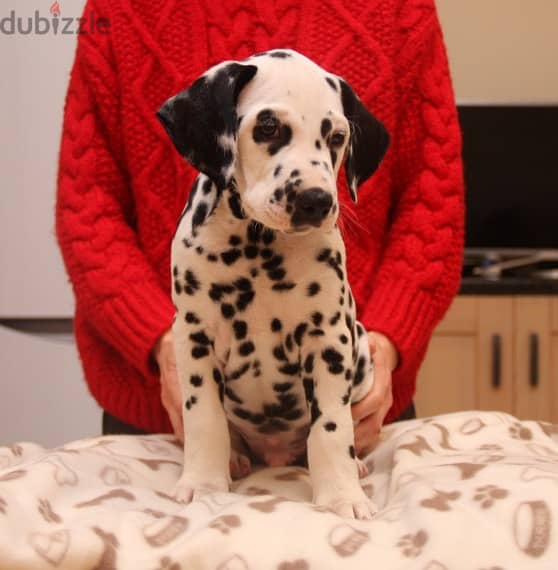 Whatsapp Me +966583921348 Dalmatian Puppies 0