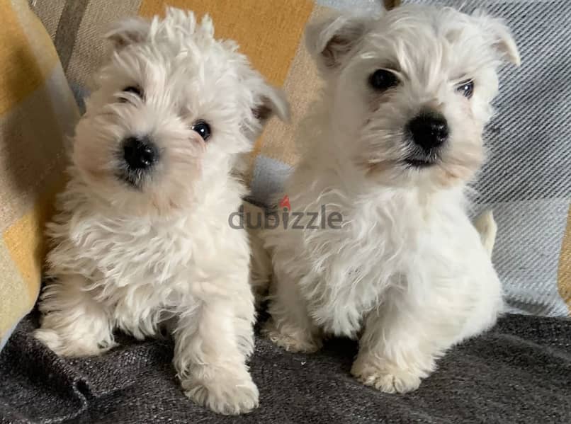 Whatsapp Me +972555074990 West Highland Terrier 1