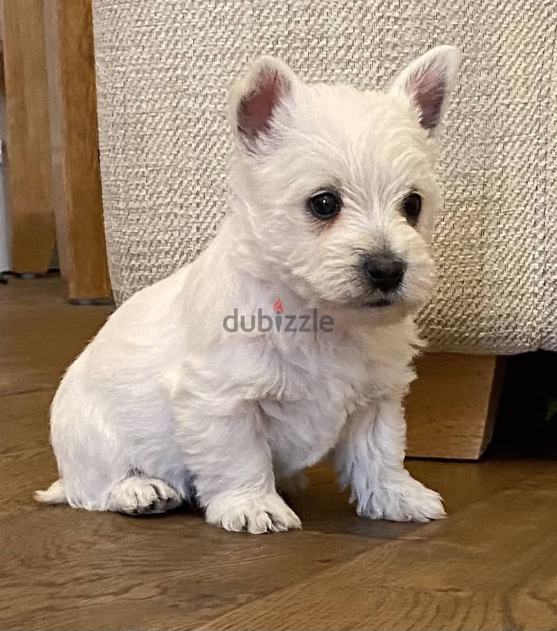 Whatsapp Me +972555074990 West Highland Terrier 1