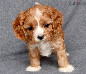 Whatsapp Me +966588993320 Cavapoo Puppies 1