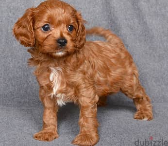 Whatsapp Me +966588993320 Cavapoo Puppies 1