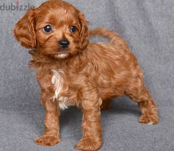 Whatsapp Me +966588993320 Cavapoo Puppies 0