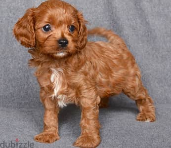 Whatsapp Me +966588993320 Cavapoo Puppies 1