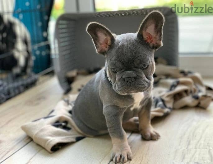 Whatsapp Me +972555074990 French Bulldog Puppies 1