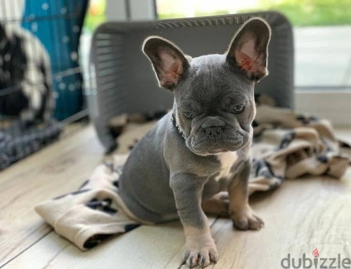 Whatsapp Me +972555074990 French Bulldog Puppies 1