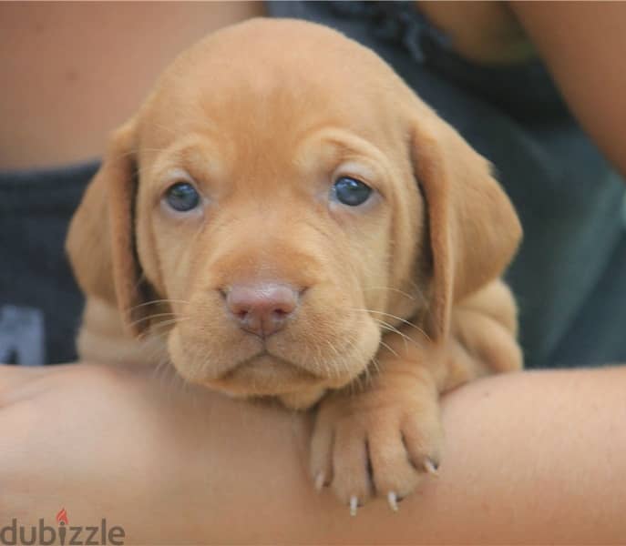 Whatsapp Me +966588993320 Vizsla Puppies 1