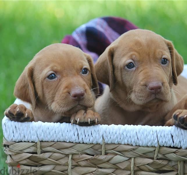 Whatsapp Me +966588993320 Vizsla Puppies 1