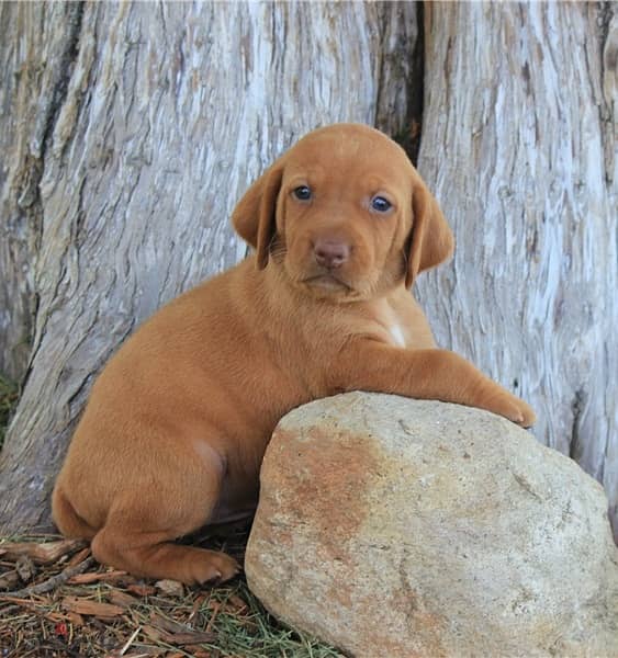 Whatsapp Me +966588993320 Vizsla Puppies 1