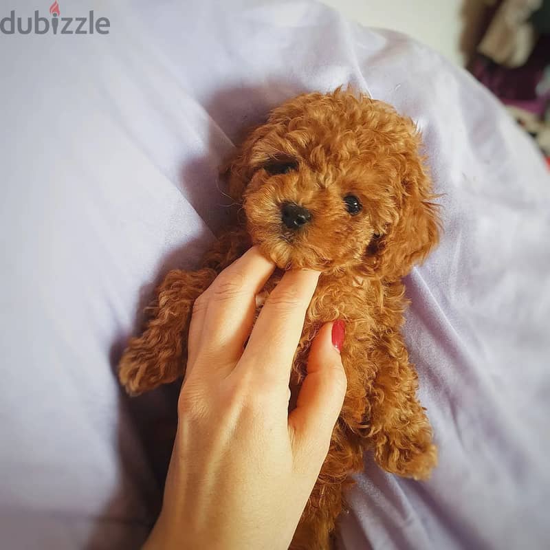 Poodle Puppy 1