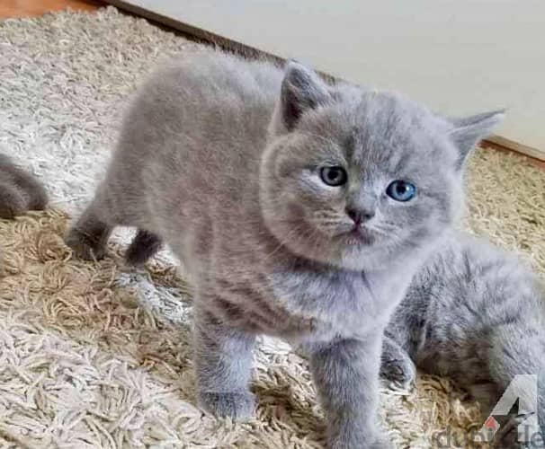 GIFT Beautiful British Kittens +972555074345 WhatsApp 0