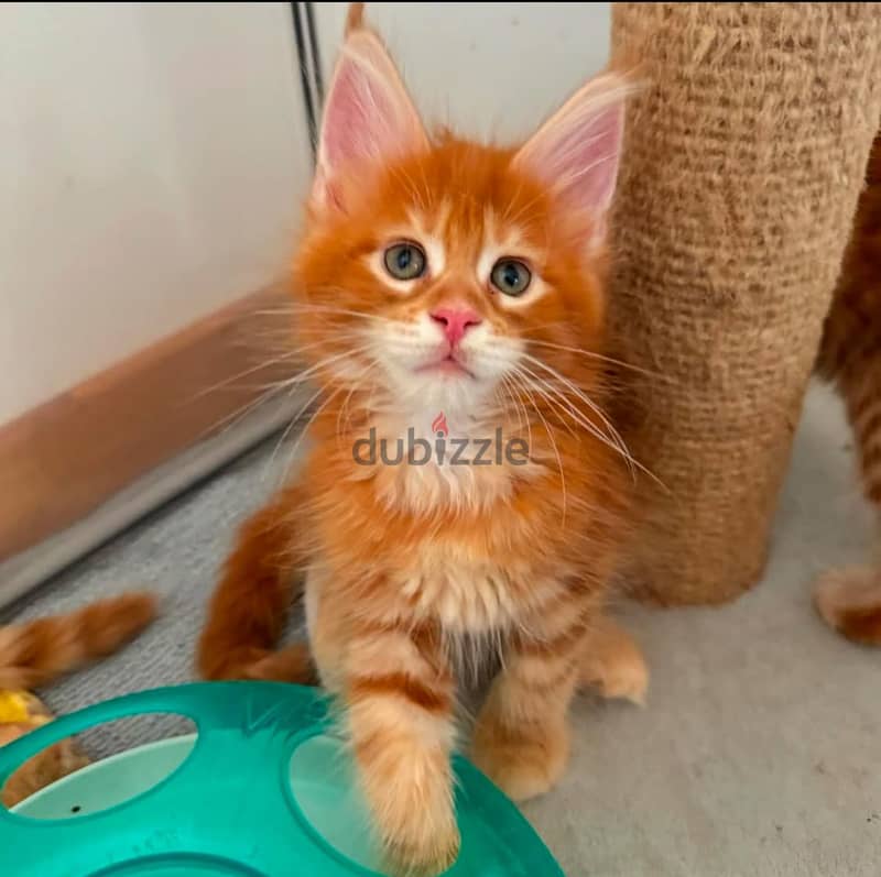 Beautiful Maine Coon Kittens +972555074345 WhatsApp 0