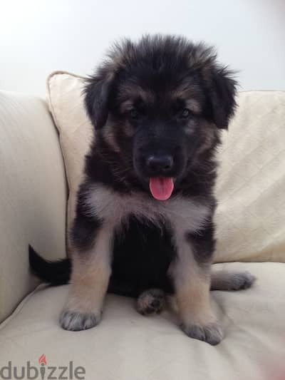 German Shepherd Puppies for adoption