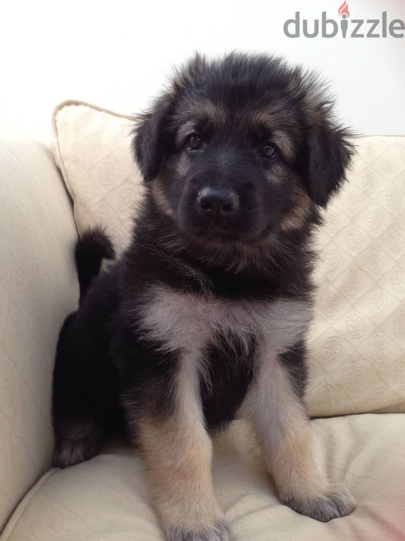 German Shepherd Puppies for adoption 1