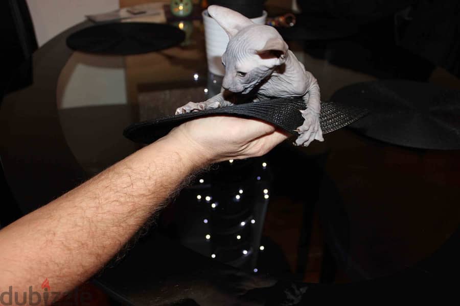 Sphynx Kittens Available Now 0