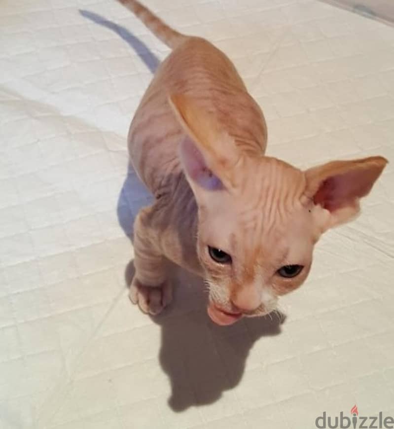 Sphynx Kittens Available Now 1