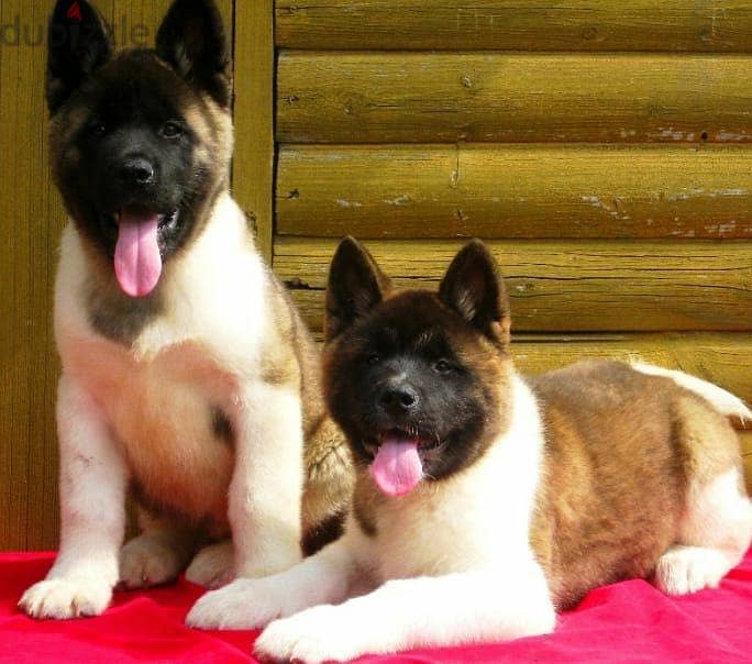 Akita kittens for adoption 0