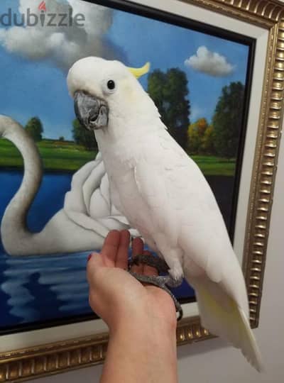 Cockatoo