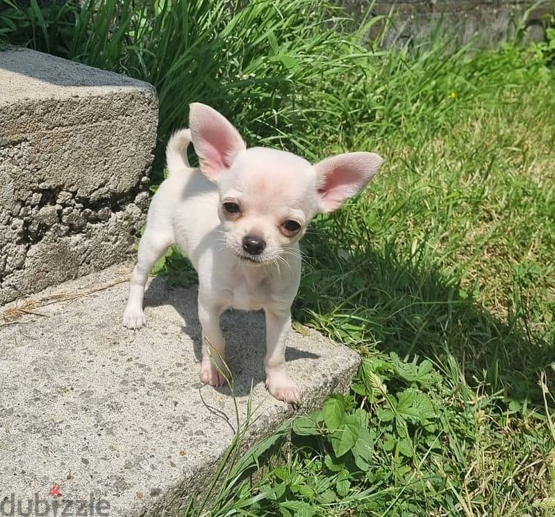 Whatsapp Me +966588993320 Chihuahua Puppies 0