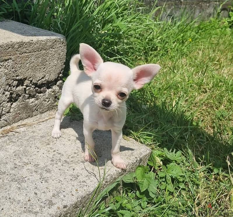 Whatsapp Me +966588993320 Chihuahua Puppies 1