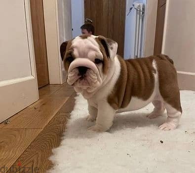 Whatsapp Me +966583921348 English Bulldog Puppies 1