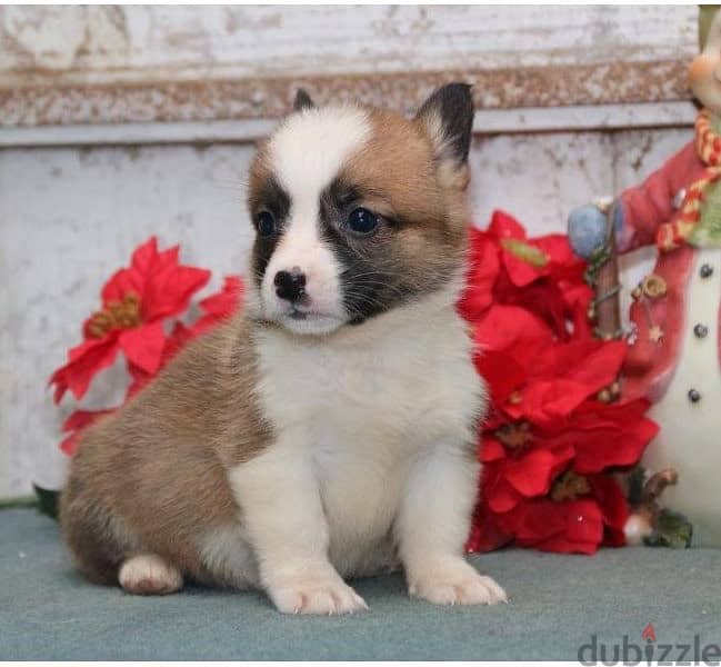 Whatsapp Me +966583921348 Welsh Pembroke Puppies 1