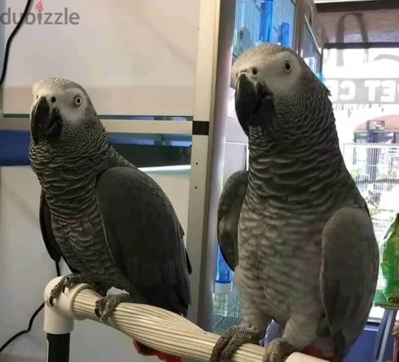 Proven pair of African grey parrots for sale 0