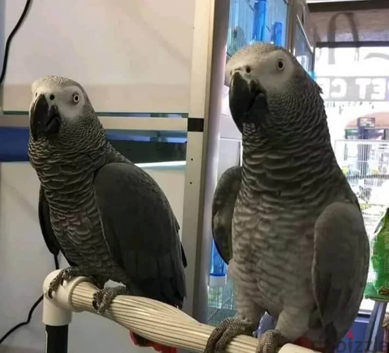 Proven pair of African grey parrots for sale 0