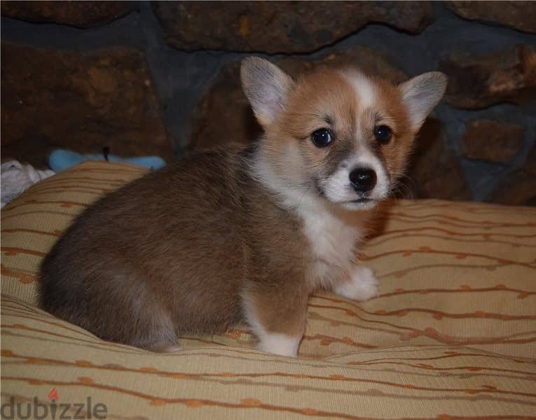 Whatsapp Me +966583921348 Welsh Corgi Pembroke Puppies 1