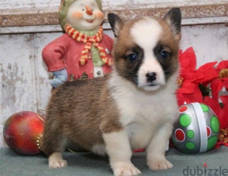 Whatsapp Me +966583921348 Welsh Corgi Puppies 0