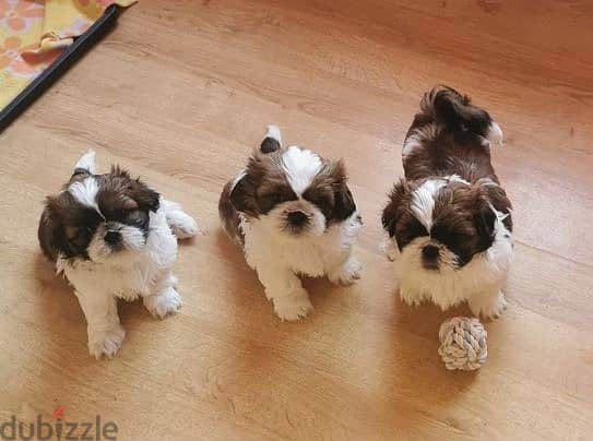 Whatsapp Me +966588993320 Shih Tzu Puppies 0